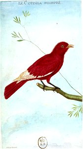 François-Nicolas Martinet - Histoire des oiseaux - V - Cotinga pourpré