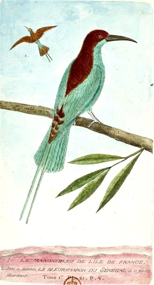 François-Nicolas Martinet - Histoire des oiseaux - Guêpier du Sénégal et de l'île de France