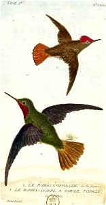 François-Nicolas Martinet - Histoire des oiseaux - Rubis émeraude et huppé