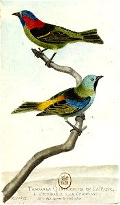 François-Nicolas Martinet - Histoire des oiseaux - III - Tangara quadricolore