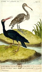 François-Nicolas Martinet - Histoire des oiseaux - VII - btv1b8454709t 275