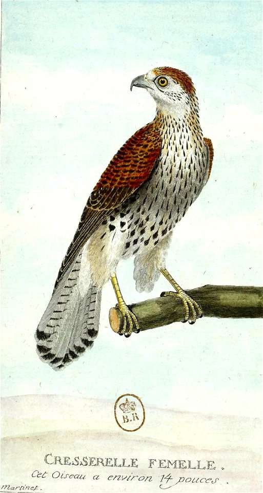 François-Nicolas Martinet - Histoire des oiseaux - Crécerelle femelle