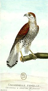 François-Nicolas Martinet - Histoire des oiseaux - Crécerelle femelle