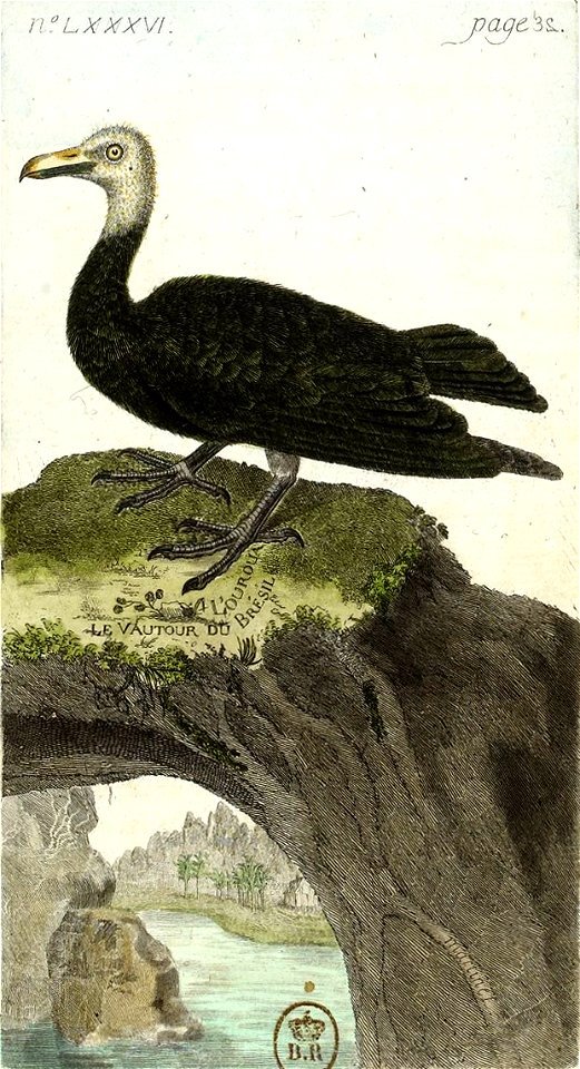 François-Nicolas Martinet - Histoire des oiseaux - Vautour du Brésil
