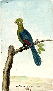 François-Nicolas Martinet - Histoire des oiseaux - Touraco