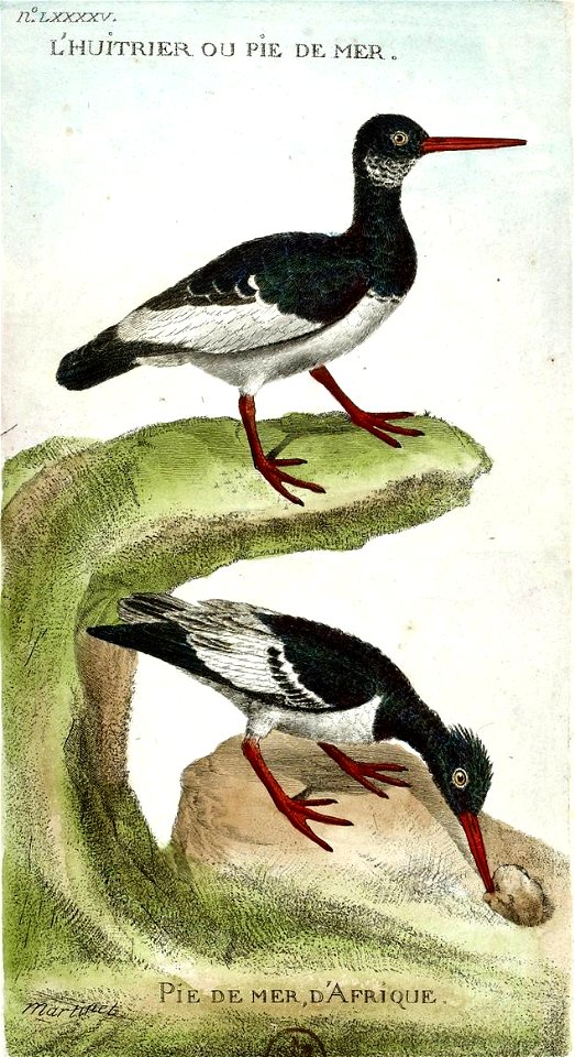 François-Nicolas Martinet - Histoire des oiseaux - VII - Huîtrier