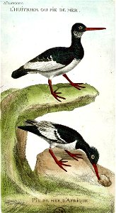 François-Nicolas Martinet - Histoire des oiseaux - VII - Huîtrier