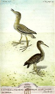 François-Nicolas Martinet - Histoire des oiseaux - VII - butor étoilé et Butor jaune
