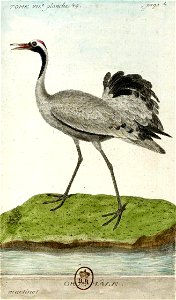 François-Nicolas Martinet - Histoire des oiseaux - VII - Grue