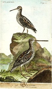 François-Nicolas Martinet - Histoire des oiseaux - VII - btv1b8454709t 243