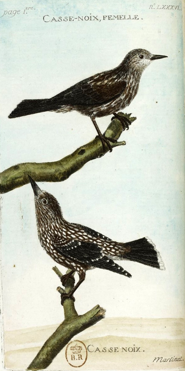 François-Nicolas Martinet - Histoire des oiseaux - V - Casse-noix