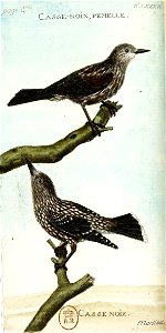 François-Nicolas Martinet - Histoire des oiseaux - V - Casse-noix