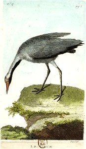 François-Nicolas Martinet - Histoire des oiseaux - VII - La Grue
