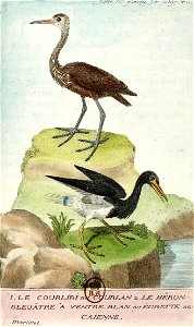 François-Nicolas Martinet - Histoire des oiseaux - VII - Courlan