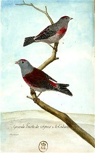 François-Nicolas Martinet - Histoire des oiseaux - III - Linotte