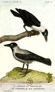 François-Nicolas Martinet - Histoire des oiseaux - V - Corneille mantelée