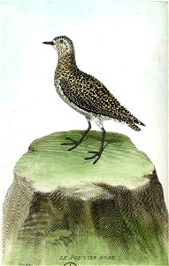 François-Nicolas Martinet - Histoire des oiseaux - VII - pluvier doré