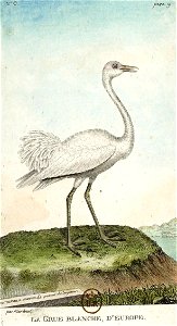 François-Nicolas Martinet - Histoire des oiseaux - VII - Grue blanche