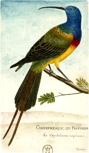 François-Nicolas Martinet - Histoire des oiseaux - Grimpereau du Cap