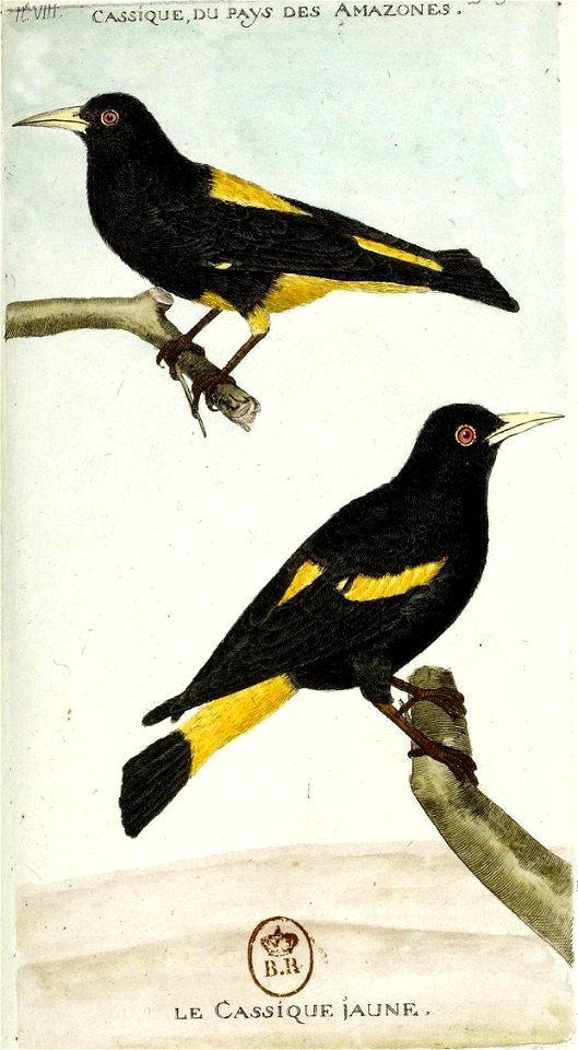 François-Nicolas Martinet - Histoire des oiseaux - V - cassique jaune