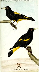 François-Nicolas Martinet - Histoire des oiseaux - V - cassique jaune