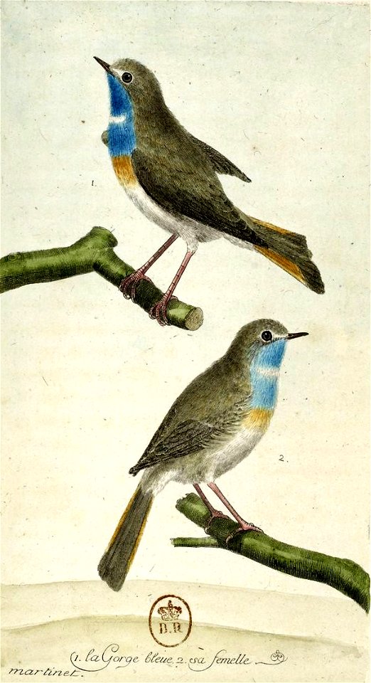 François-Nicolas Martinet - Histoire des oiseaux - IV - Gorge-bleue