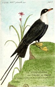 François-Nicolas Martinet - Histoire des oiseaux - VIII - Stecoraire