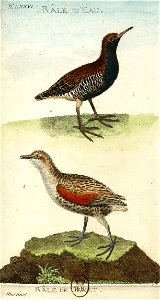 François-Nicolas Martinet - Histoire des oiseaux - VII - Râle d'eau