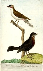 François-Nicolas Martinet - Histoire des oiseaux - V -Merle femelle et merle de la Chine