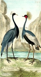 François-Nicolas Martinet - Histoire des oiseaux - VII - Demoiselle de Numidie