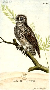 François-Nicolas Martinet - Histoire des oiseaux - IV - Hulotte