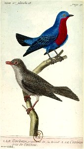 François-Nicolas Martinet - Histoire des oiseaux - V - Cotingas