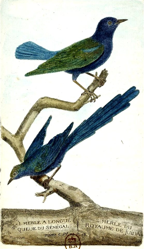François-Nicolas Martinet - Histoire des oiseaux - V - Merle à longue queue