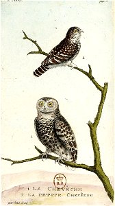 François-Nicolas Martinet - Histoire des oiseaux - IV - Chevêche