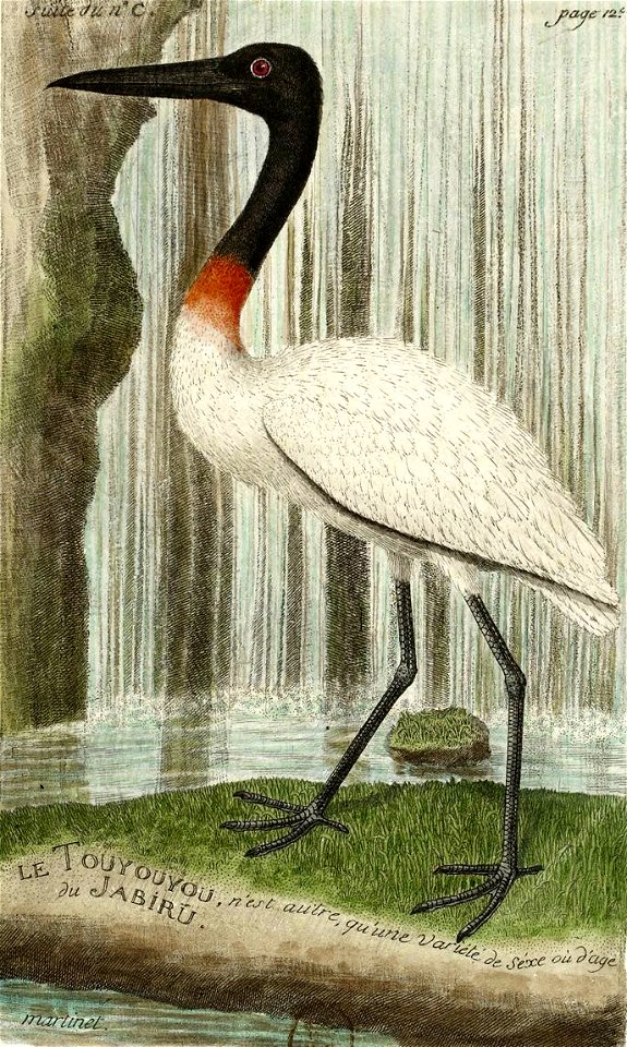 François-Nicolas Martinet - Histoire des oiseaux - VII - Variété de Jabiru