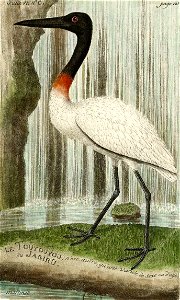 François-Nicolas Martinet - Histoire des oiseaux - VII - Variété de Jabiru