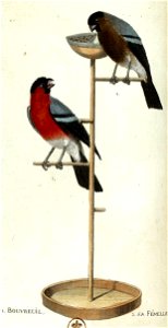 François-Nicolas Martinet - Histoire des oiseaux - III -Bouvreuil