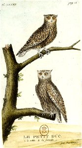 François-Nicolas Martinet - Histoire des oiseaux - IV - Petit Duc
