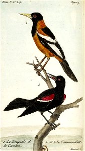 François-Nicolas Martinet - Histoire des oiseaux - V - Troupiale
