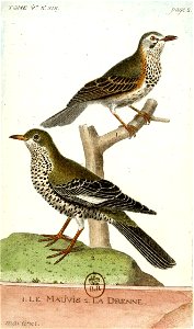 François-Nicolas Martinet - Histoire des oiseaux - V - grive mauvis et grive draine