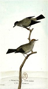François-Nicolas Martinet - Histoire des oiseaux - IV - Fauvette à tête noire