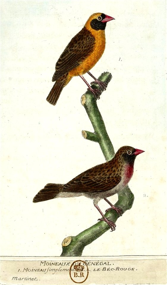 François-Nicolas Martinet - Histoire des oiseaux - III - Moineaux du Sénégal