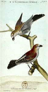 François-Nicolas Martinet - Histoire des oiseaux - écorcheur