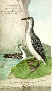 François-Nicolas Martinet - Histoire des oiseaux - VIII - Plongeon