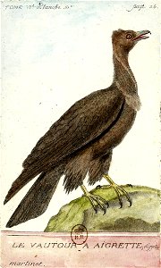 François-Nicolas Martinet - Histoire des oiseaux - Vautour aigrette
