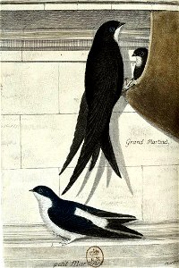 François-Nicolas Martinet - Histoire des oiseaux - IV - Grand et petit Martinet