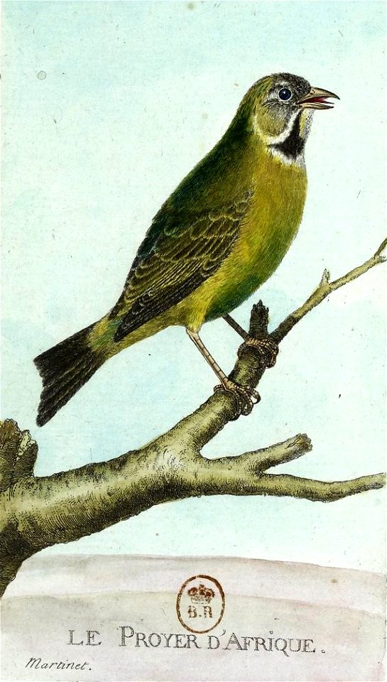 François-Nicolas Martinet - Histoire des oiseaux - III - Proyer