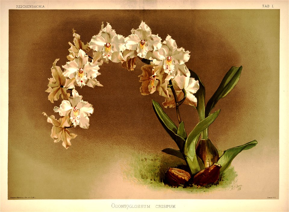 Frederick Sander - Reichenbachia I plate 01 (1888) - Odontoglossum crispum