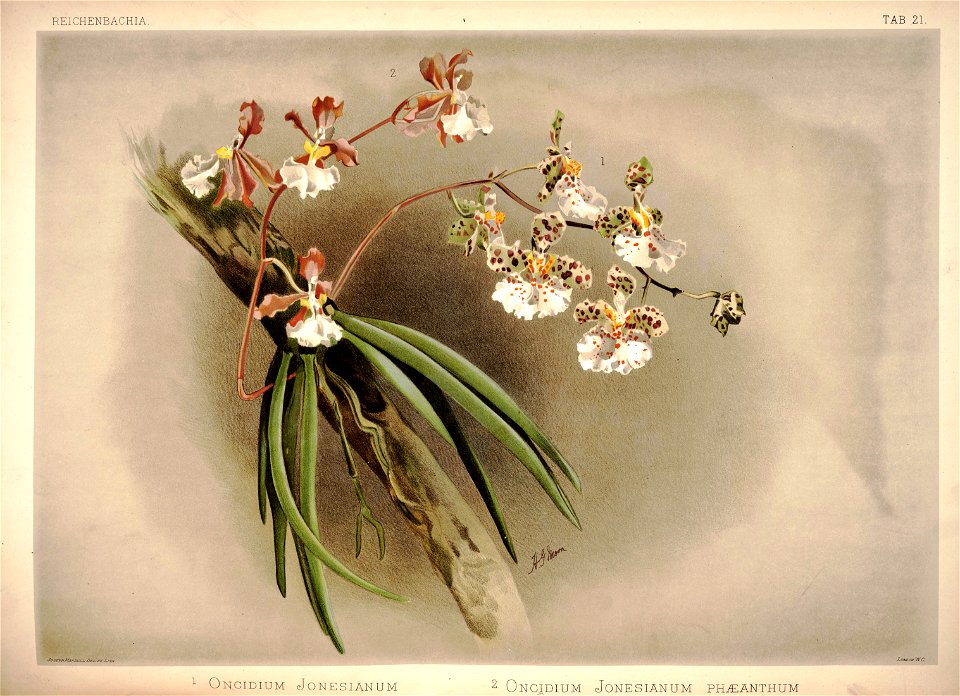 Frederick Sander - Reichenbachia I plate 21 (1888) - Oncidium jonesianum