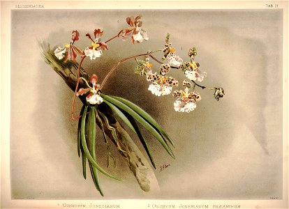 Frederick Sander - Reichenbachia I plate 21 (1888) - Oncidium jonesianum
